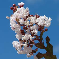 Flor de Merenda branco